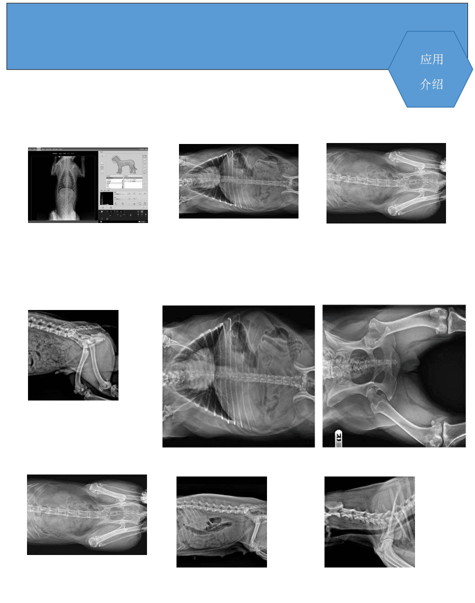 宠物DR/动物DR/兽用DR 3